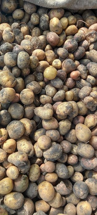 Продається картопля дрібна