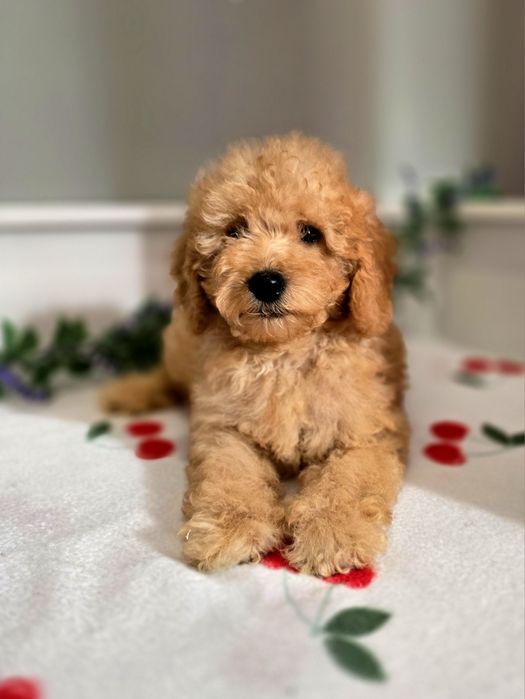 Piesek mini goldendoodle
