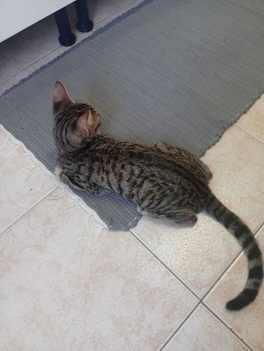 Dá -se gato com 5 meses