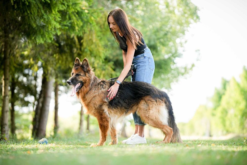 Tenor - kontaktowy pies w typie owczarka niemieckiego do adopcji!