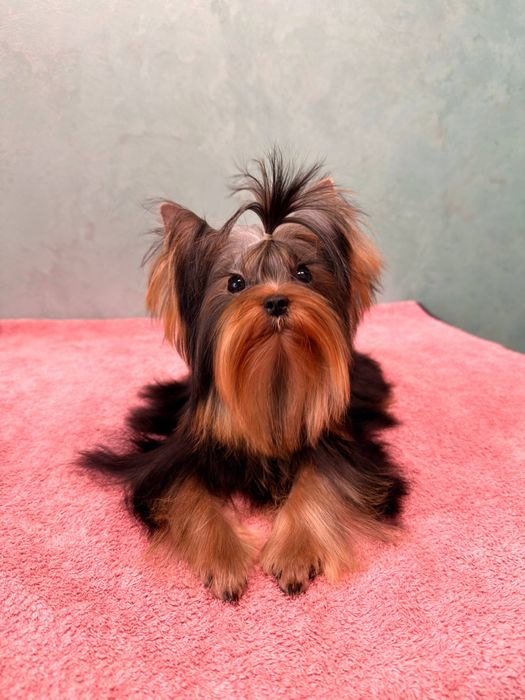 Гарантовано міні йорк , багато відео