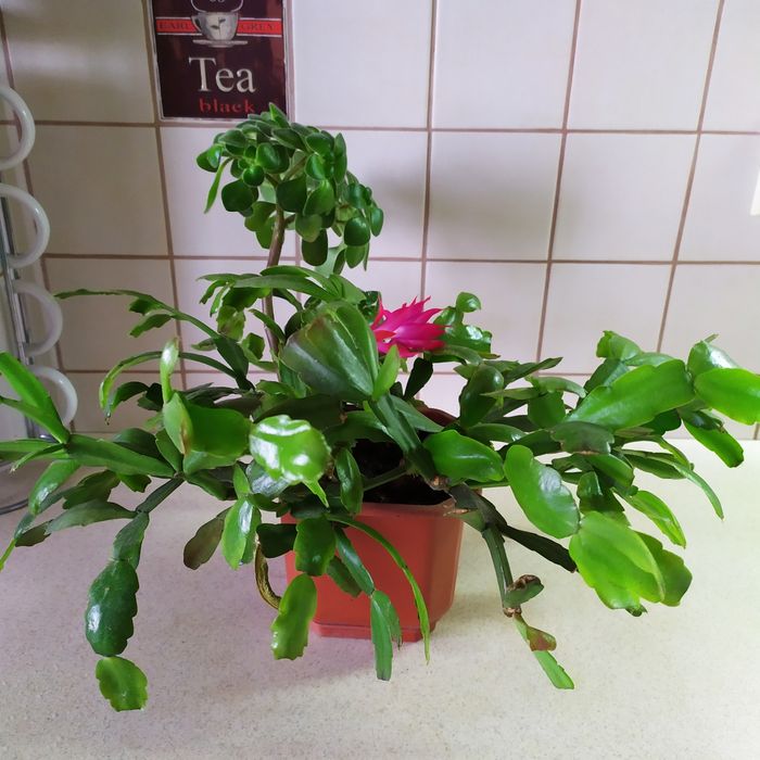 Різдвяник, або шлюмбергера, зігокактус