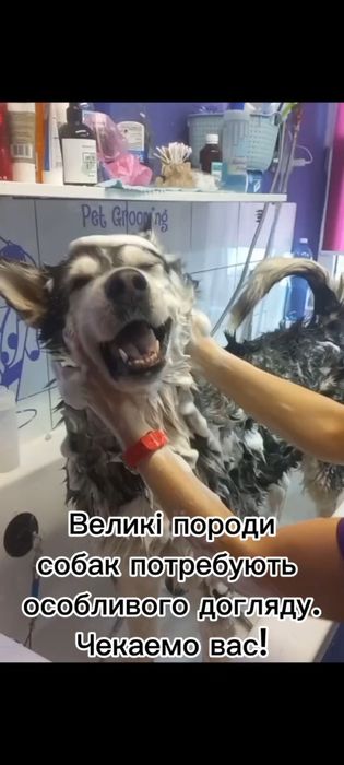 Грумінг великіх і малих порід собак