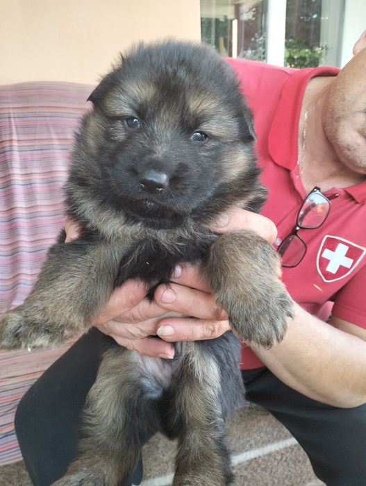 Продам  цуценят німецької вівчарки