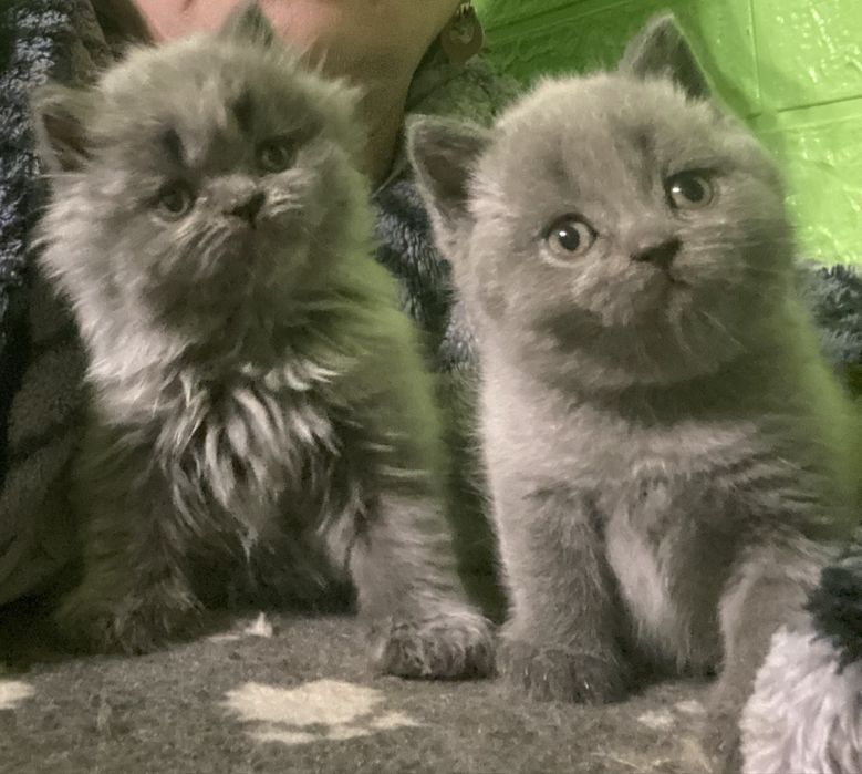 Элитные котята премиум класса