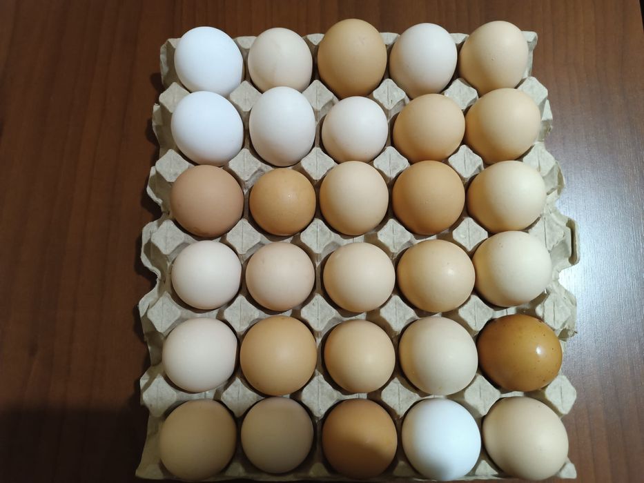 Sprzedam jajka kurze