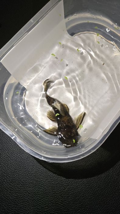 Ancistrus SP e Gold