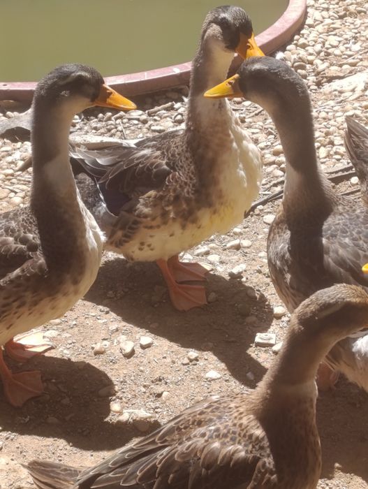 Vendo patos raça Ruan