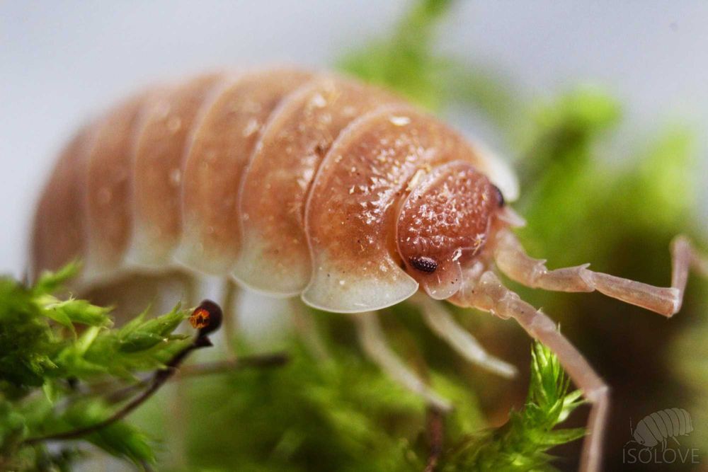 Porcellio hoffmannseggii “caramel” (Sevilla), duże równonogi, isopoda