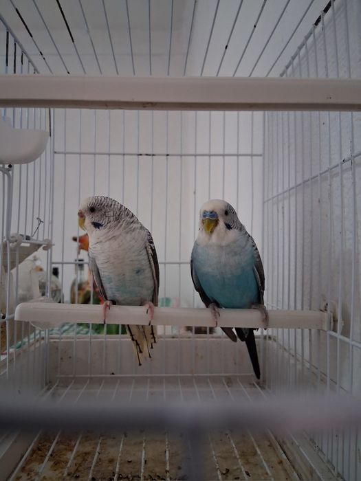 Casalinho de piriquitos asas negras