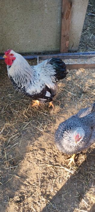 Wyandotte srebrnołuskowana olbrzymia jaja, jajka lęgowe.