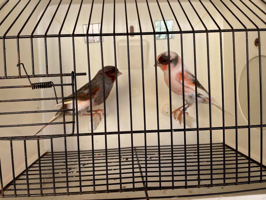 Canario Arlequim português