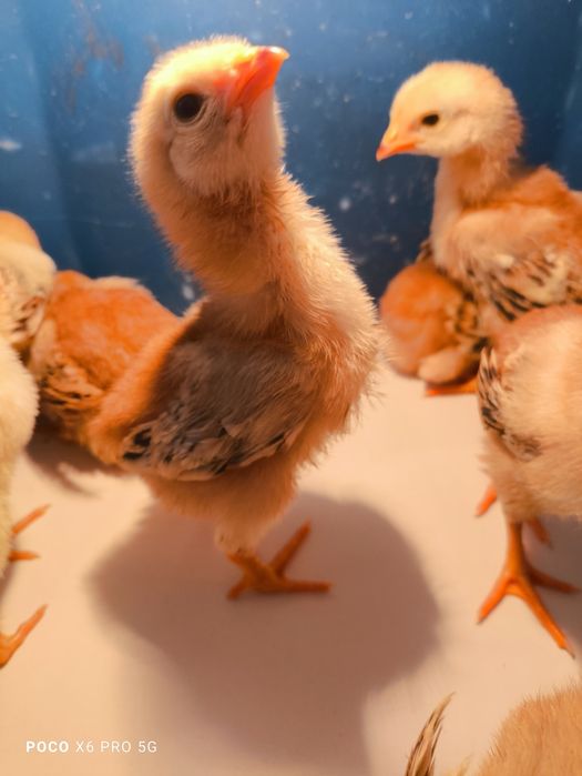 Pintos Rhode Island Red