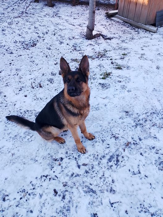 В'язка чисто кровний вівчар