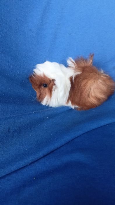 Питомник морские свинки