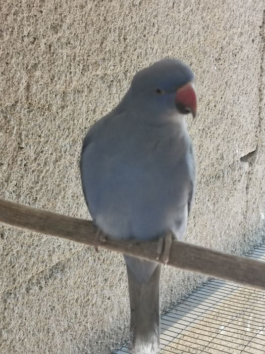 Aves para mudar de casa