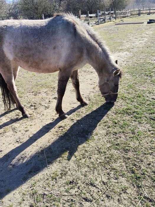 Konik polski klacz