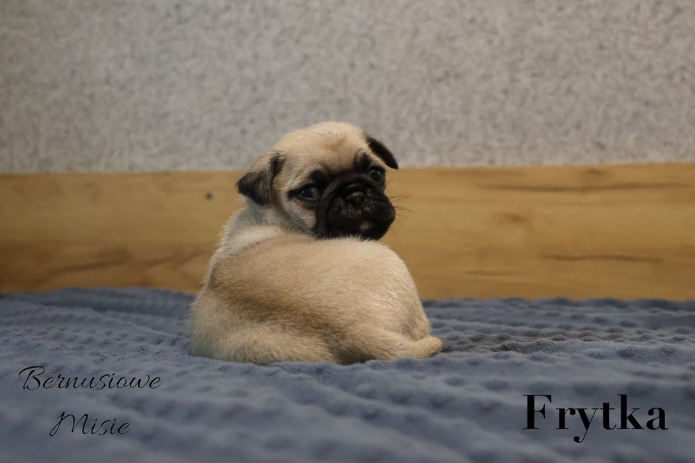 Mops beżowa sunia Frytka
