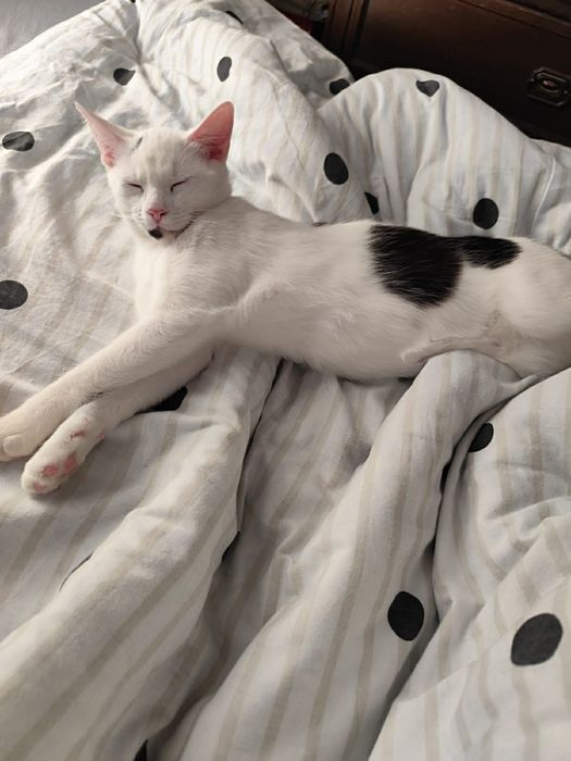 Kochane miziaki szukają wspólnego domu stalego!