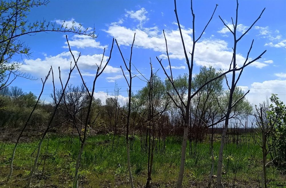 Саджанці горіхів