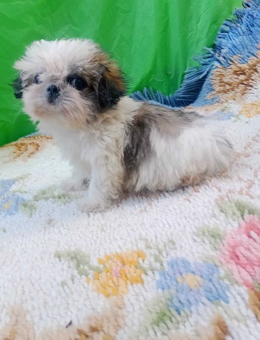 Shih-tzu macho com LOP