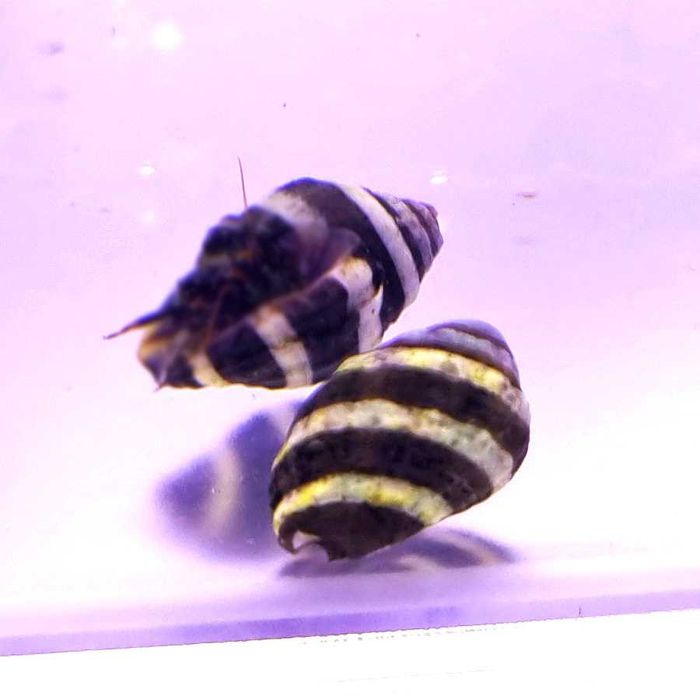 Pusiostoma engina Bumble Bee killer na ślimaki osiadłe Korale.Pro