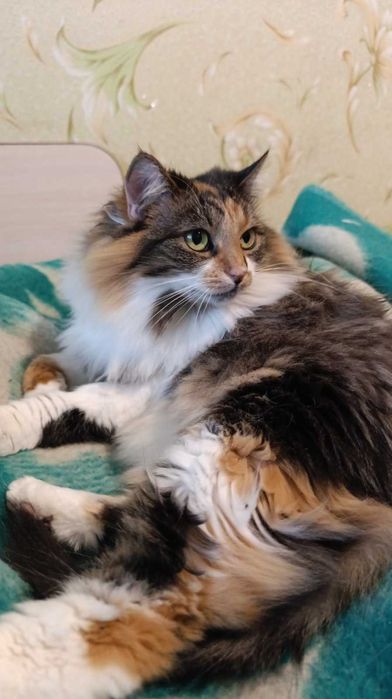 Марта 2 роки, стерилізована, вакцинована, дуже ласкава, Дарницький