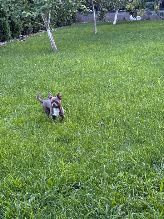 В'язка. Чихуа. Яскравий ліловий міні чихуа запрошує)