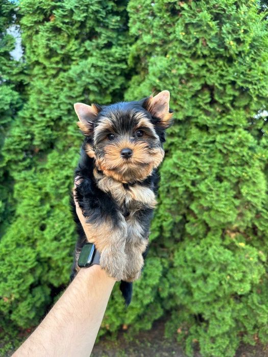 Йорк хлопчик стандарт — 2,5 місяці