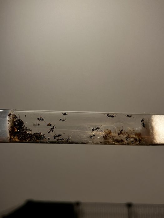 Messor Barbarus 1Q + 30 w