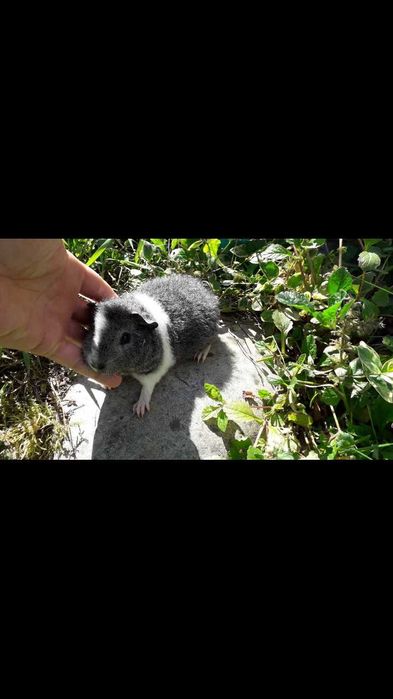 Морська свинка, тедді