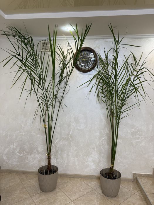 Фінікові пальми 2,4 м (два вазони)