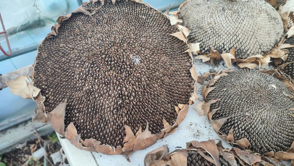 Sementes de Girassol do Produtor — Para Semear ou Alimentar Pássaros