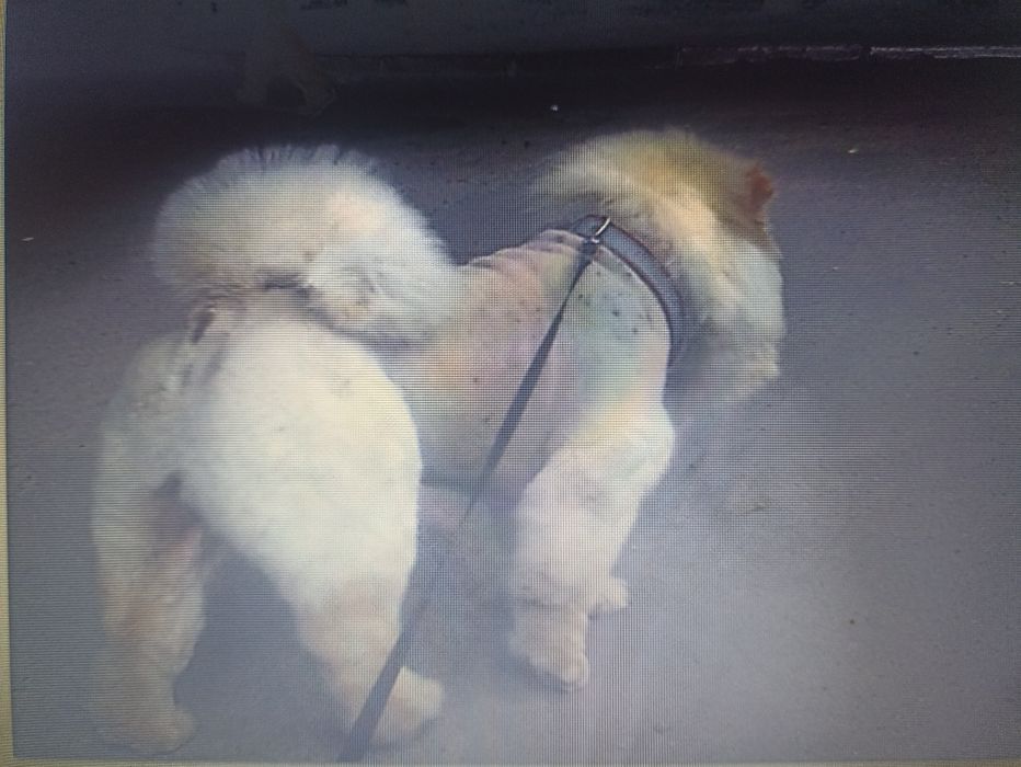 Стрижка собак, кошек ,обрезание ногтей, купание