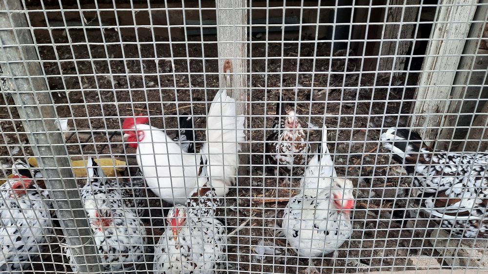 Продам домашніх курей