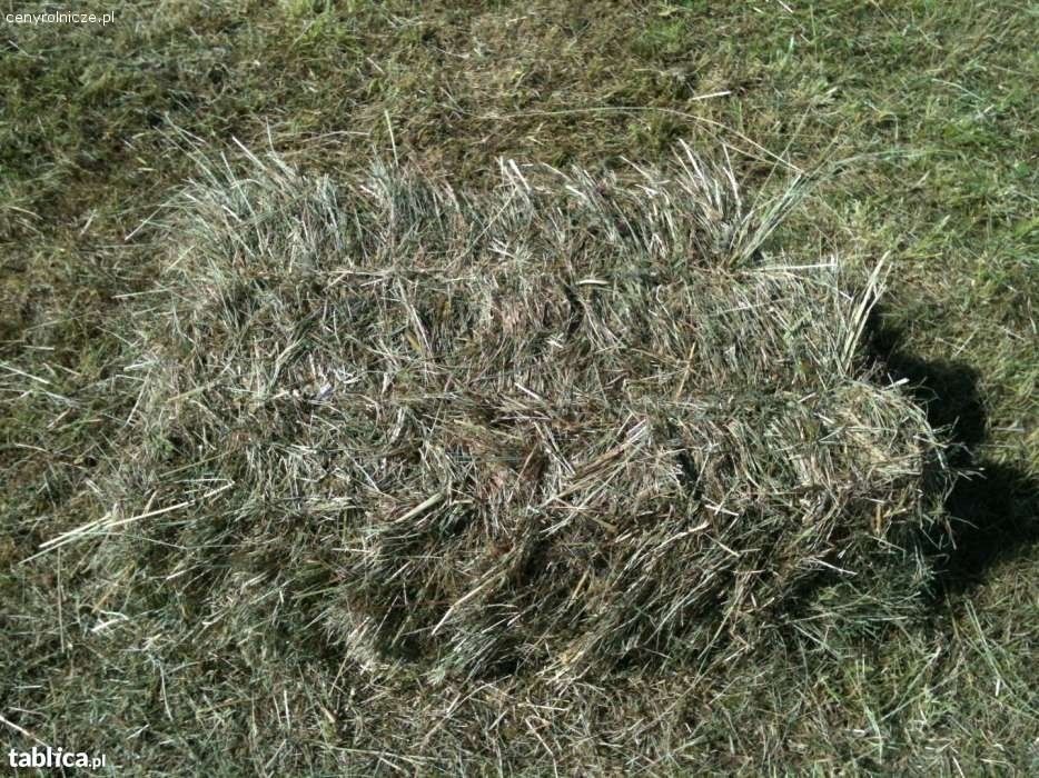 Siano w kostkach sezon 2025