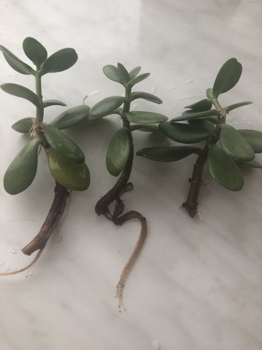 Грошове дерево Толстянка  Красула