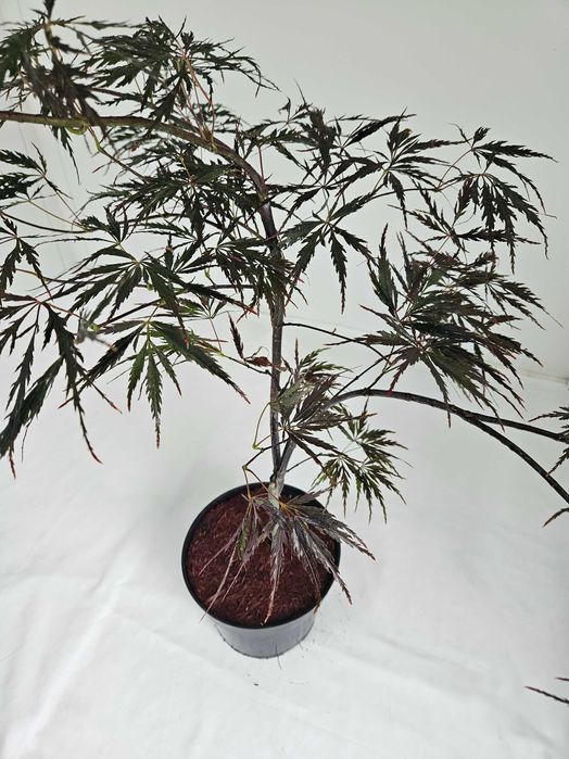 Klon palmowy Firecracker 70cm C3 ozdobne drzewko + nawóz gratis