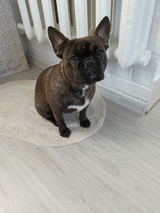 Французький бульдог дівчинка