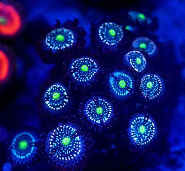Zoanthid blue lagoon - zoa - Zoanthus - Koralowce -akwarium morskie