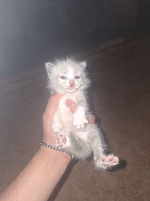 Gatinhos bebés para adoção.