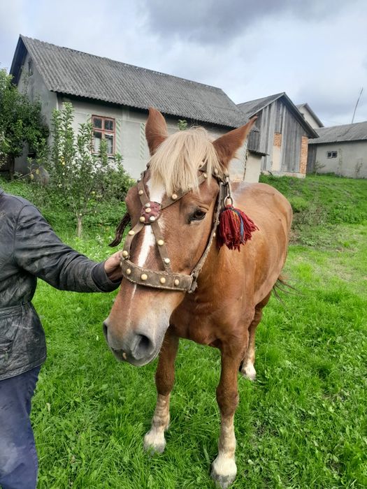 Продам кобилу.Вся інформація по номеру телефону