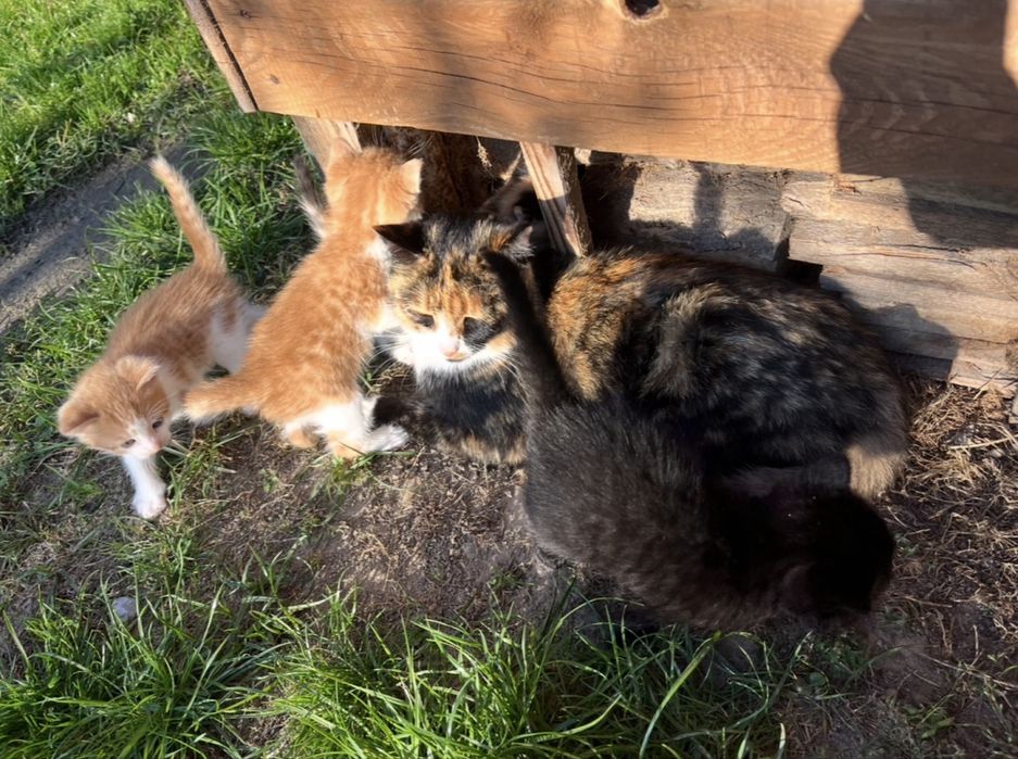 Кошенята шукають дім