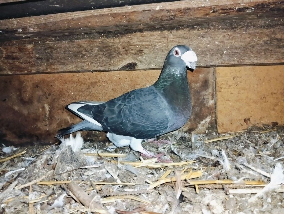 Sprzedam gołębie staropolskie