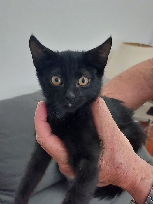 Gatinhas bebés com esterilização gratuita para adoção