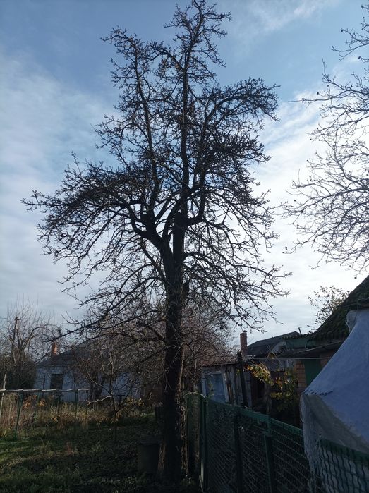 Зрізаєм дерева та чистим садки