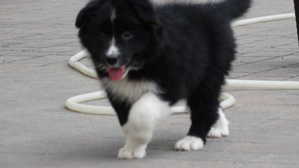 Border collie śliczna czarno biała suczka