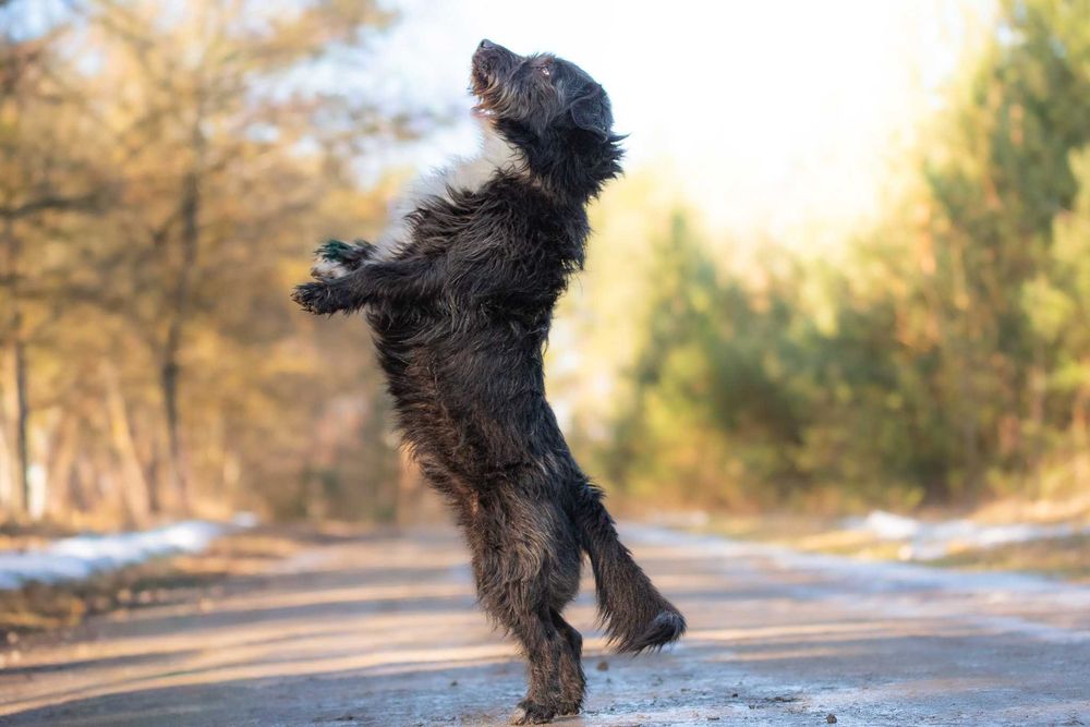 GOLEX - mały wesoły piesek poleca się do adopcji