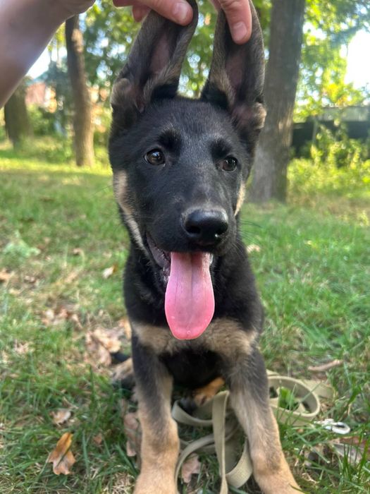 Немочки готовы к переезду