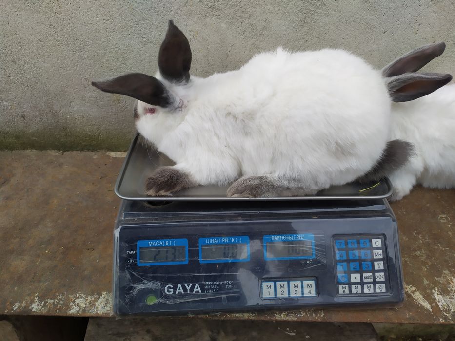 Продаю кролі каліфорнія